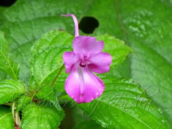 Soft Pink Balsam